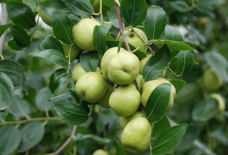 牛奶枣|人秋后,不妨多食此野果,每天几颗,美容养颜,润泽肌肤,抗衰老