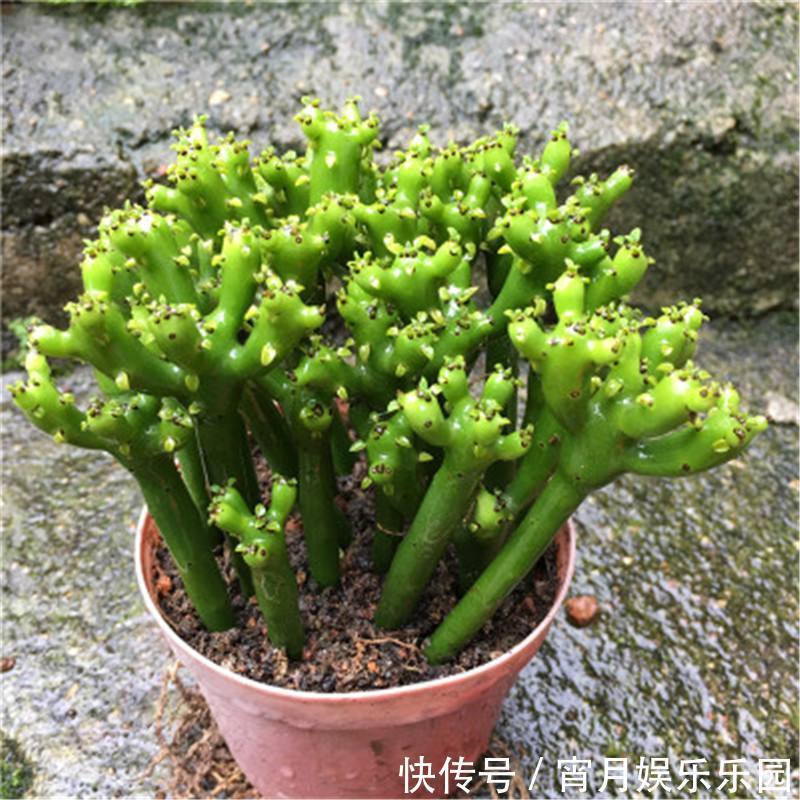 盘点|你养的花,可能是“毒花”,盘点8种常见毒花