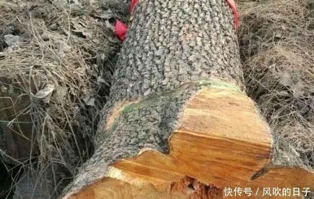 农村这种果子很贵,小孩多吃好,它的树干更珍贵,堪称“木王”!