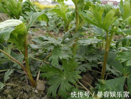 男性|农村长相似洋姜的野草,称“天下第一药”,男性福音,一斤45元