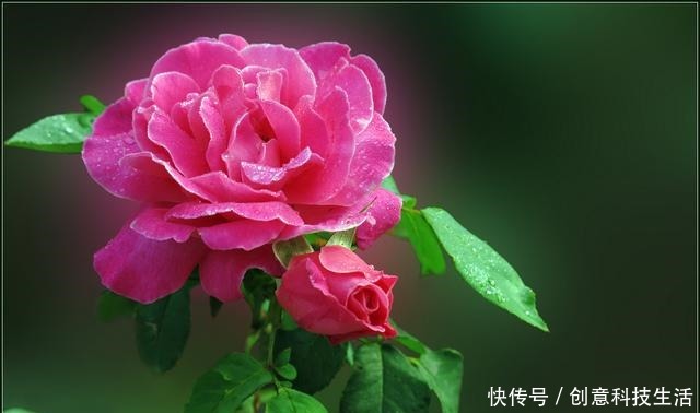 高手如何养月季花赶快记住这几点,枝干粗壮,花开的也美!