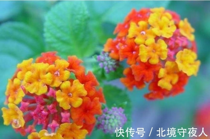 生命力|家养此款花卉，花大色艳胜玫瑰，四季有花开，花香四溢飘满屋，美