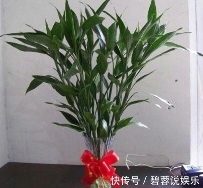 客厅|这3款“植物”再穷也要买,摆在客厅旺运也“旺家”,不要再错过