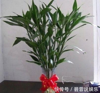 客厅|这3款“植物”再穷也要买，摆在客厅旺运也“旺家”，不要再错过