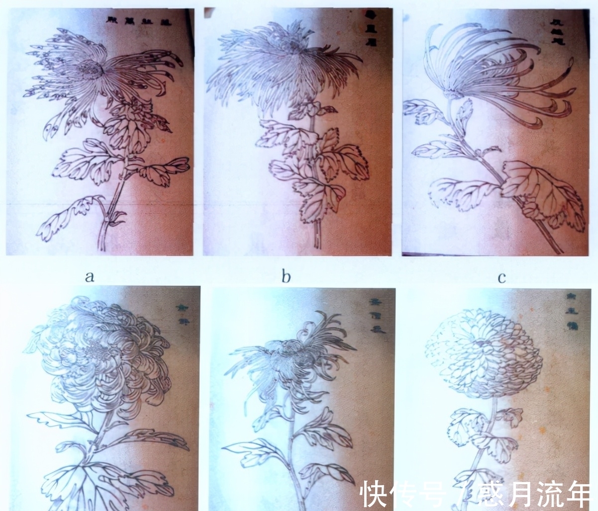 科学家&让科学家头疼的花，它高低得算一个