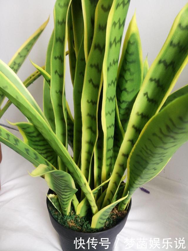 虎皮兰不爱出小芽?从4个方面“喂饱”它,小芽一个接一个