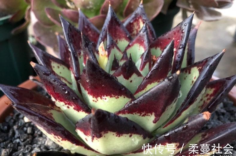 黑檀汁|多肉乌木品种众多且十分混乱，我们如何才能挑到称心如意的呢？