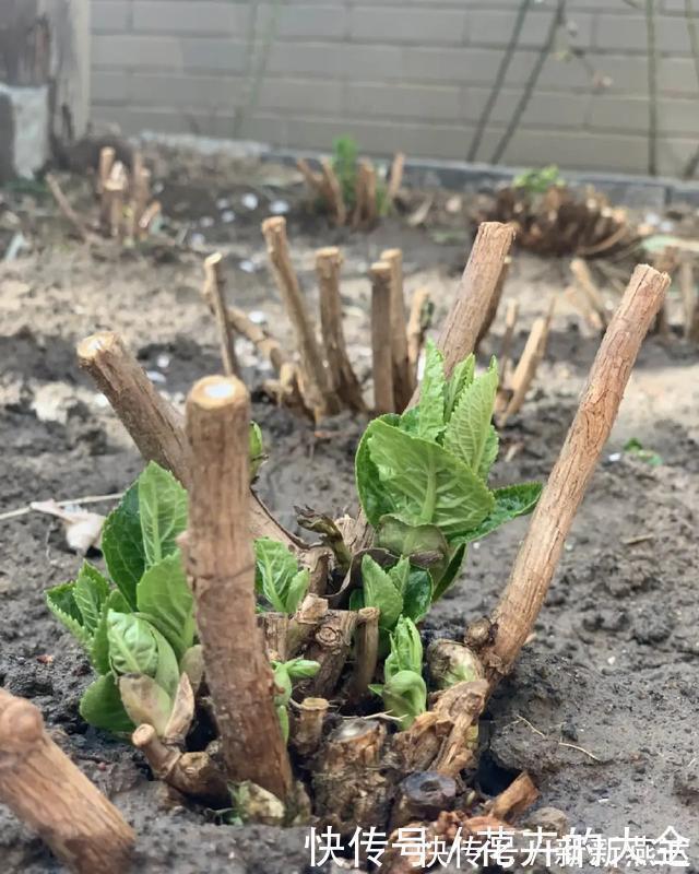 3种花养在小盆里,2年变老桩,茎干粗壮开花香,1次能开50朵