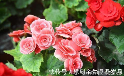 喜阴花卉|5种耐阴花,家里采光不好也能开花,花期超长,值得拥有!