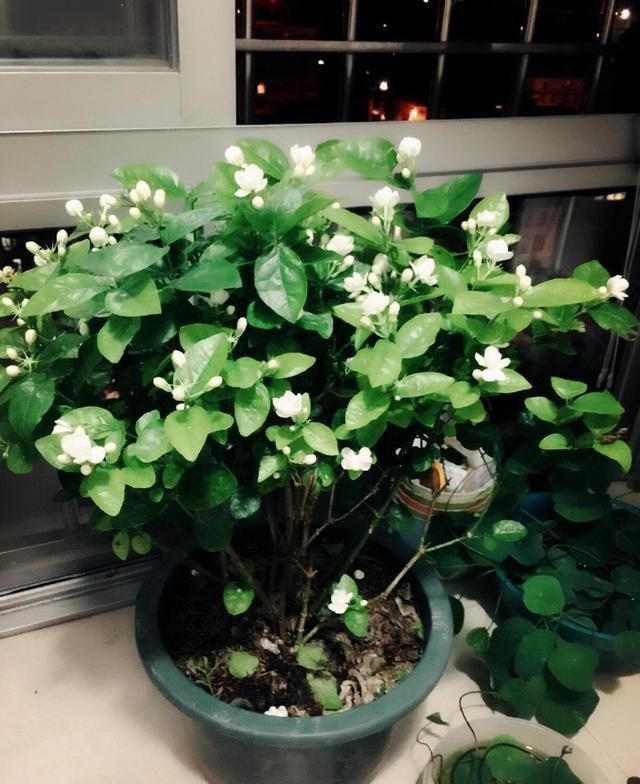 夏日的茉莉花就离不开它们,开花效果太好,黄叶都不见一片