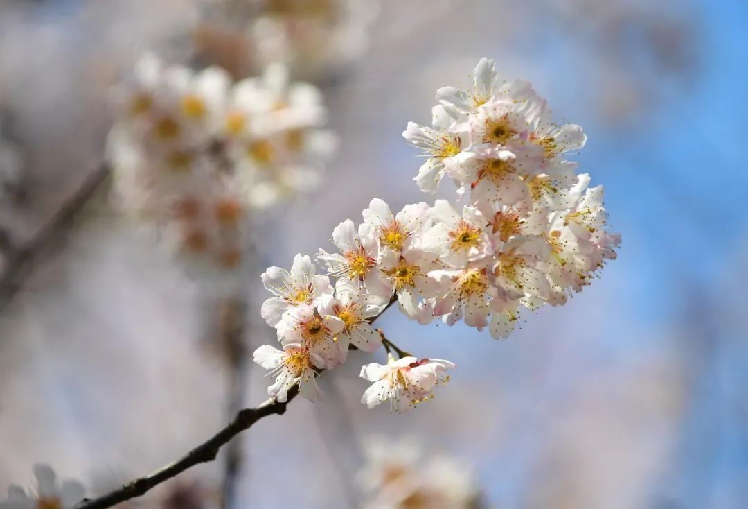 望春|今日，立春