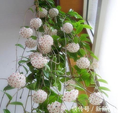 球兰|1种懒人花，丢水里就能活，爬满阳台开成花墙，值得拥有