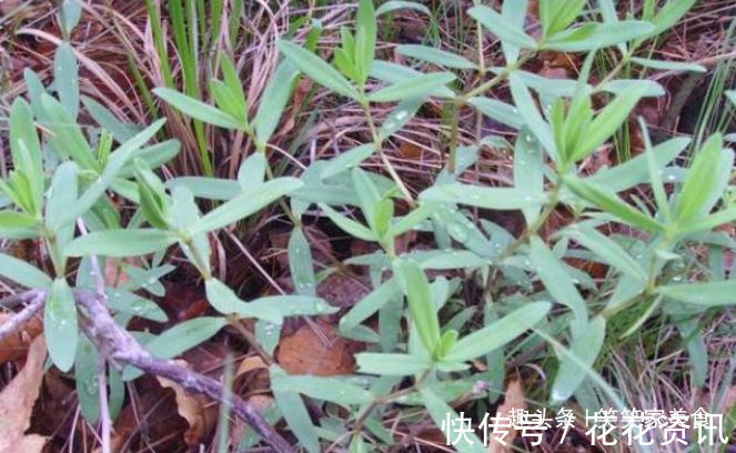 食物|人到中年像长寿，常吃4种食物，排毒清肠，软化血管，好处多多