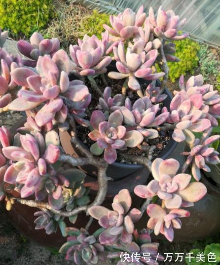 肥厚|推荐2种经典的普货多肉,叶片肥厚易爆崽,长成漂亮悬崖桩