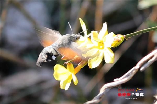 老年|环山路旁迎春绽 飘逸花瀑醉游人