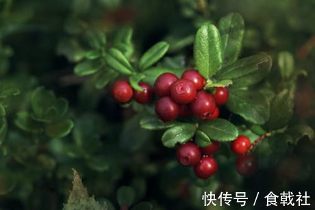 蔓越莓胶囊害了我