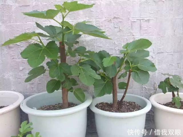 想吃无花果路边剪个枝,插盆里就活