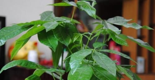 复合肥|绿萝发财树叶子又黄了赶紧浇点这种水，立马变得绿油油