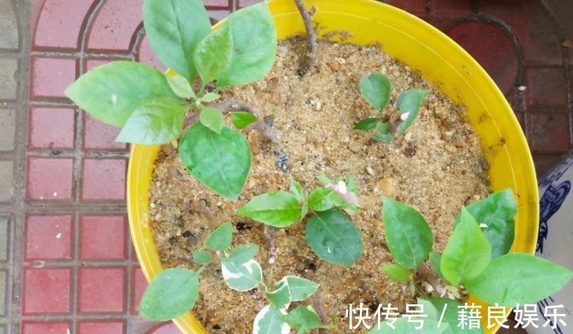 腐叶土|该怎么调配土壤?摸清这3种介质的特性,养花不愁土质不适合