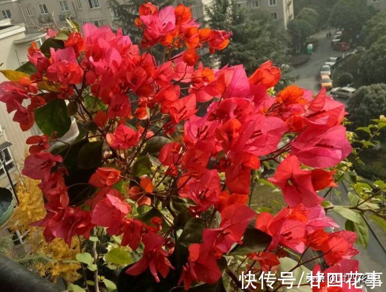 生长期|11月逛花市，如果遇见这种花，不妨“捡个漏”，能省不少钱