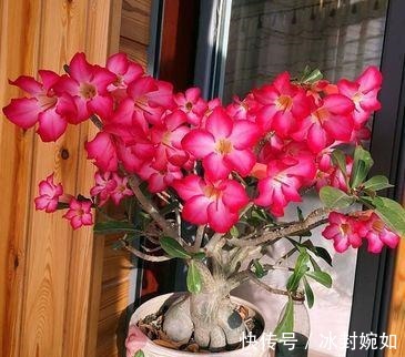 三伏天|三伏天沙漠玫瑰有4喜,做好后苗子壮,鲜花满枝头
