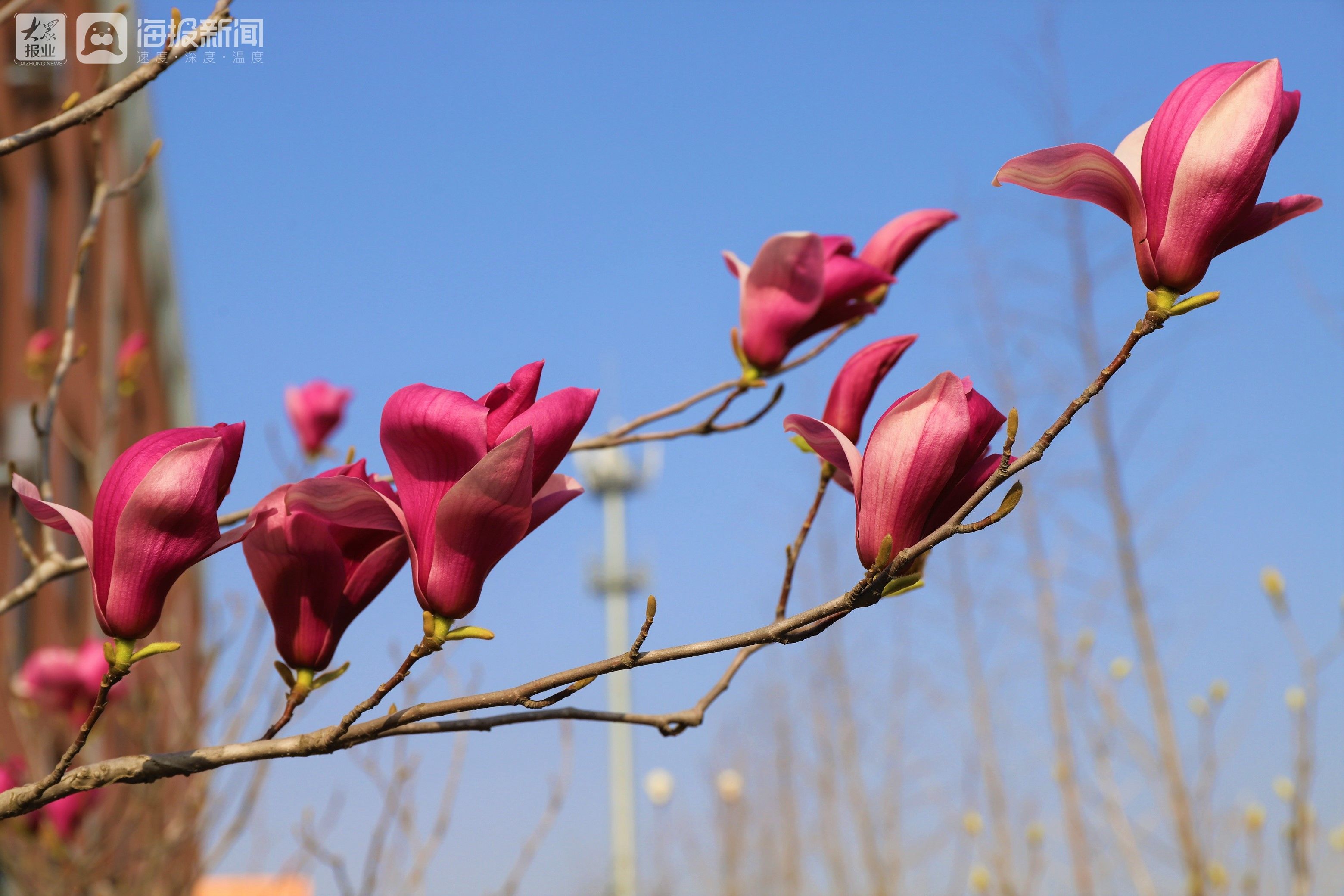 校园里的春天——日照衡中高考补习学校