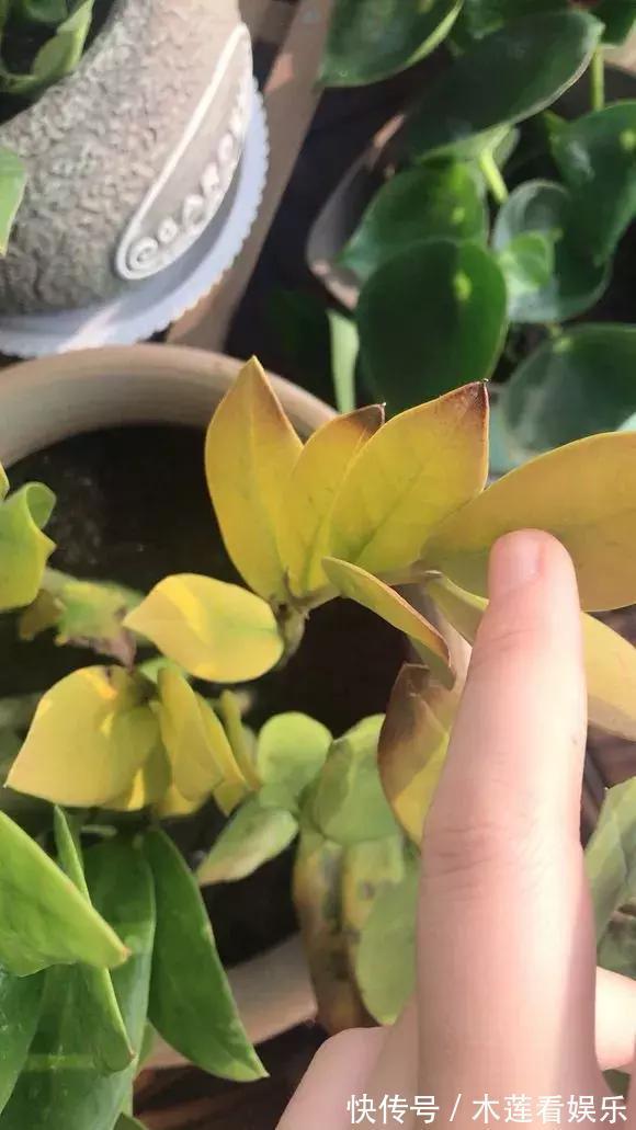 叶子|玉树金钱树,叶子一夜掉光,根软要倒掉,再不救就剩下盆了!