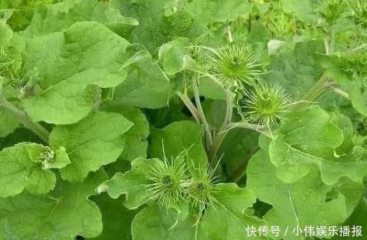 白头发|长白头发了别慌，农村一种野菜效果极好，能促进头发再生