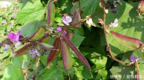 健脾|天冷了,要常食此菜,健脾养胃,保护心脑血管,给身体来个大扫除