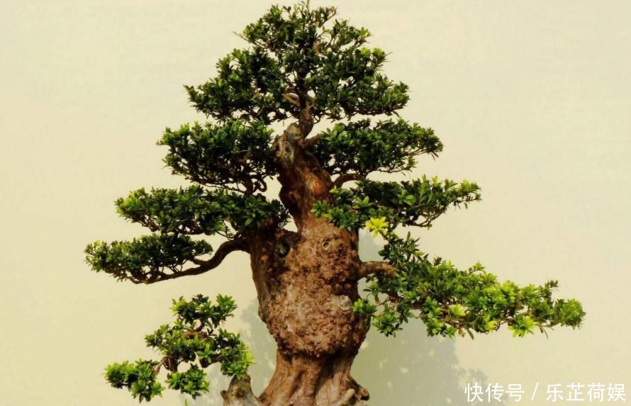 想要把小苗罗汉松,快速打造成“老桩盆景”,要做好这“几点”