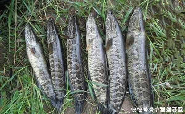 乌子|不会钓黑鱼试试民间的这种“野路子”,黑鱼没那么难钓