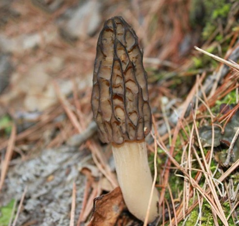  鲍鱼|别老是猪肉鱼肉，试试这6道菜，有荤有素上档次，关键好吃