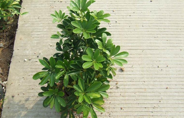 鸭脚木|夏季养鸭脚木，除了打理好基础外，还需多注意2点