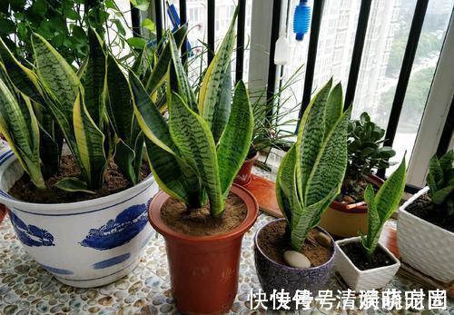 这5种花,漂亮又好养,放卧室客厅都合适,还能净化空气,很实用