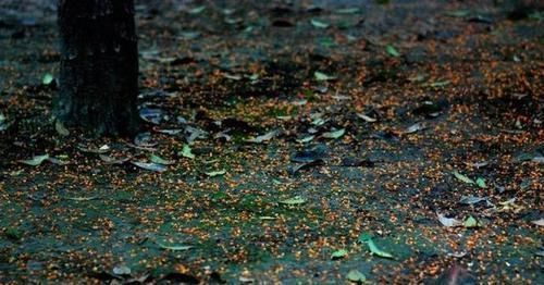 刘景文@苏轼最鼓励人的诗,开篇就是千古名句,字字动人,太经典选入课本