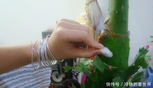 原来蟹爪兰要这样嫁接,难怪别人家的蟹爪兰开花那么多