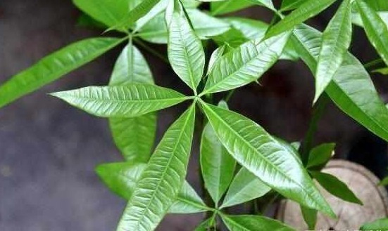 啤酒、淘米水浇花都不如“它”,“它”被称为花界中的万能水!