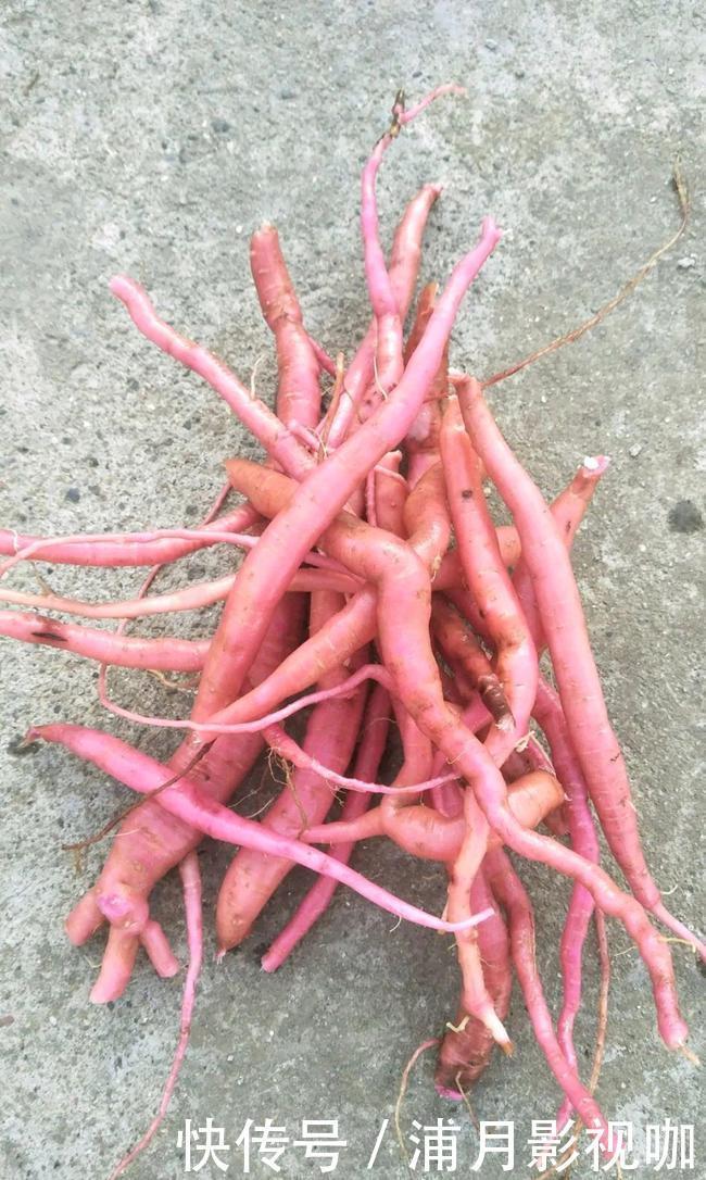 农村一种长得像苋菜的野草,吃了力大如牛,能养肝肾、强筋骨