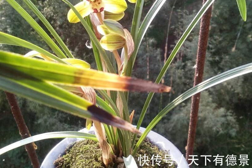 兰花焦尖,该不该剪掉?分情况,还需多注意日常打理