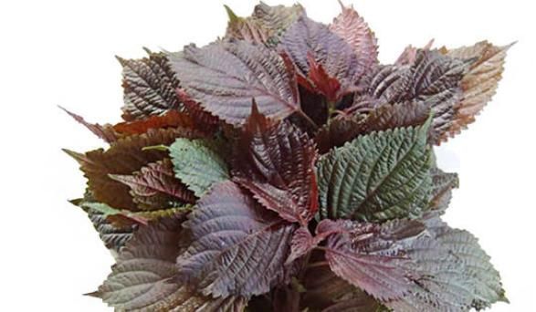 纯阳|乡下有一紫色草,被李时珍成为“纯阳之草”,引出寒气、温脾胃!