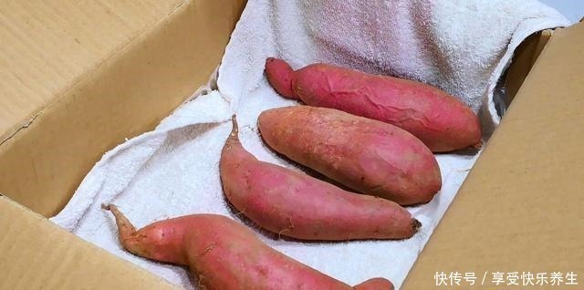 塑料纸|保存红薯有妙招，教你2个小方法，红薯不烂不长芽，越放越香甜！