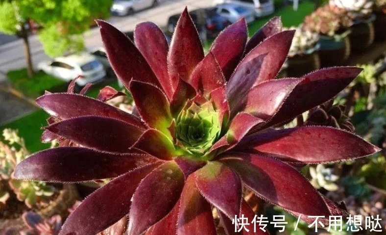 多肉孔雀和赤霞飞长得像吗?不,它们无论是颜色还是叶形都不雷同