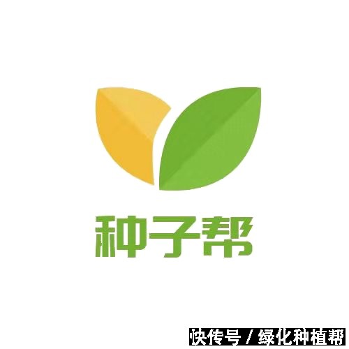 麦秆菊:美容养颜效果好,是自然界恩赐的天然“工艺品”