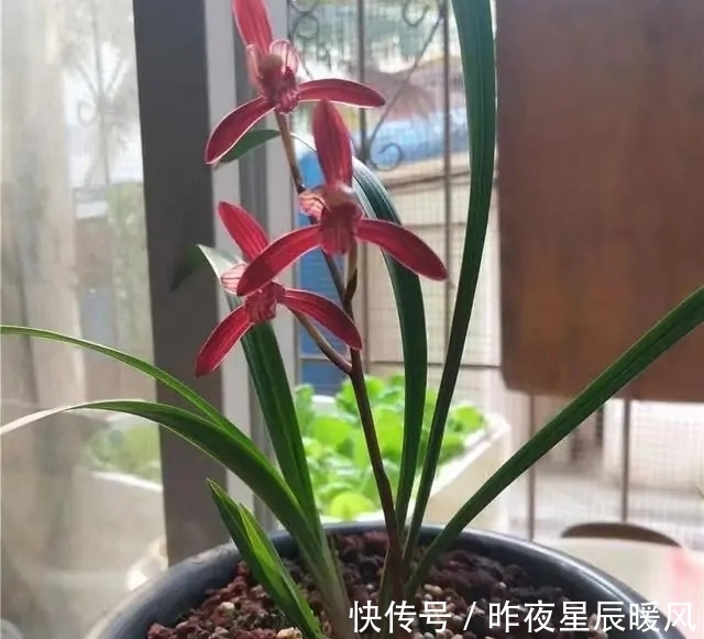 这种顶级兰花，珍贵又稀少，色艳香浓，每年开花4、5次，值得珍藏