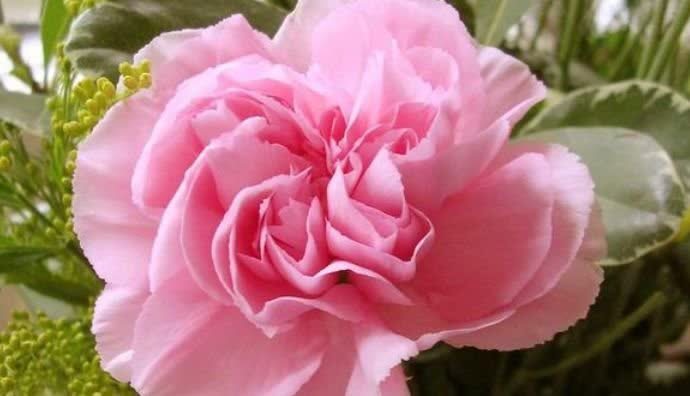 “4种花”漂亮又好养,四季花开不断,花量大不操心,越养越喜欢