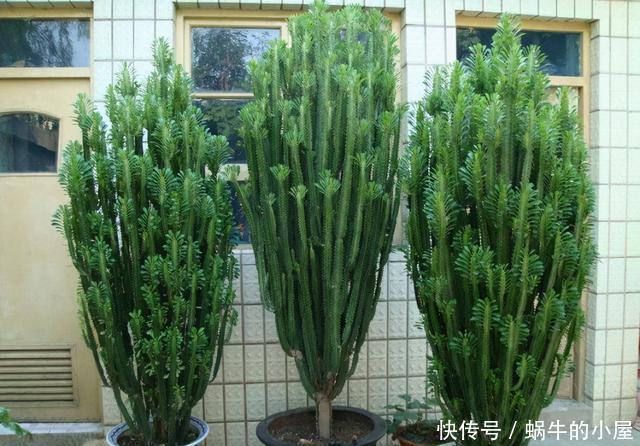 龙骨怎么养?看看我的龙骨都养成了‘树’,都夸我养得好