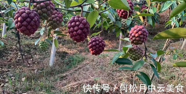 院子|家中有院子,就安排上“黑老虎”吧,耐寒耐旱,营养又美味!