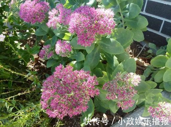 新手养花通病羡慕别人家牢记2个小常识，居家盆栽少犯错