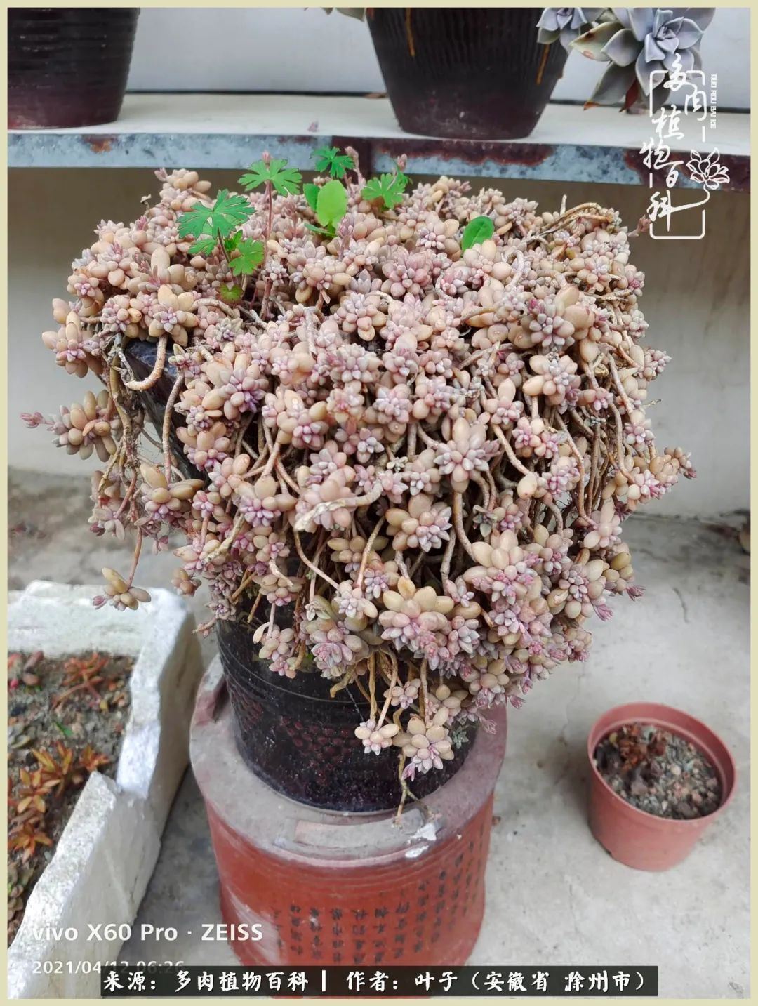 多肉相伴的美好时光,对多肉已是痴迷入骨!