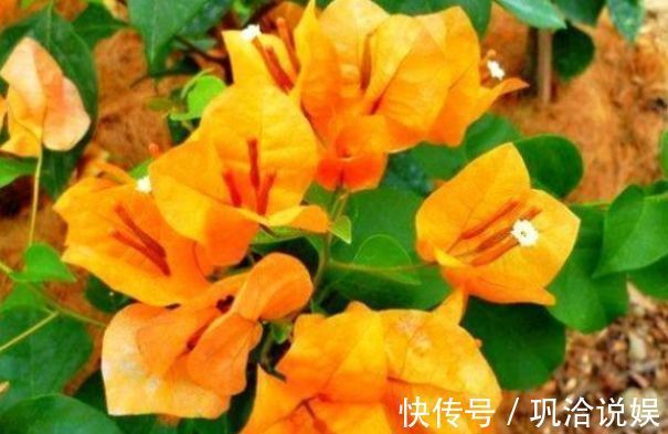 花卉名品柠檬黄三角梅,花开优雅迷人好养活,可以说是养花首选